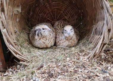 Yuvaya bıldırcın seriyorum.