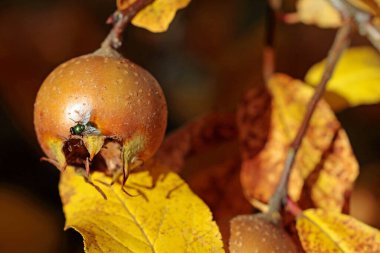 mespilus germanica, yaygın medlar