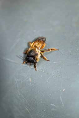 Kırmızı mason arısı çok erken çıktı ve şeker şurubu formunda enerjiye ihtiyacı var..