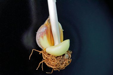 Siyah arka planda sarımsak