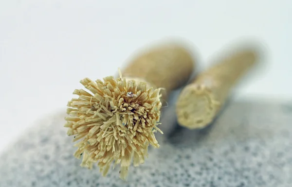 Macro de raíz de miswak — Foto de Stock