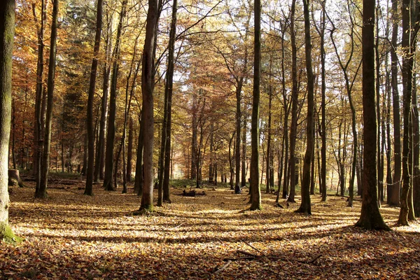 De tijd van Herfstbladeren — Stockfoto