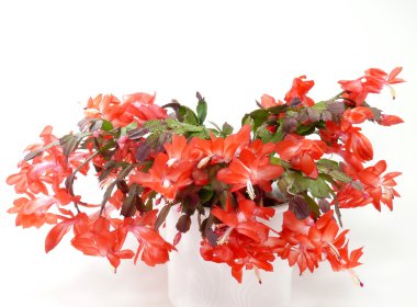 Noel kaktüs güç çiçek