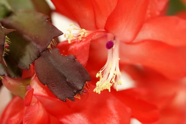Noël cactus puissance fleur — Photo