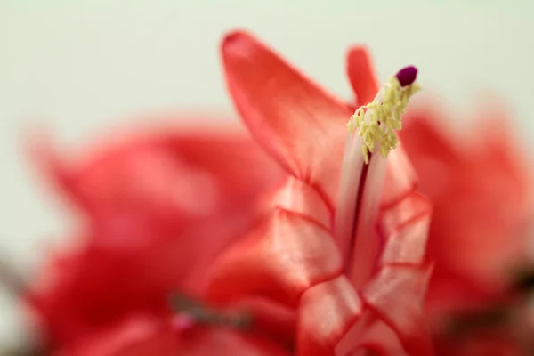 Flor poder cacto natal — Fotografia de Stock