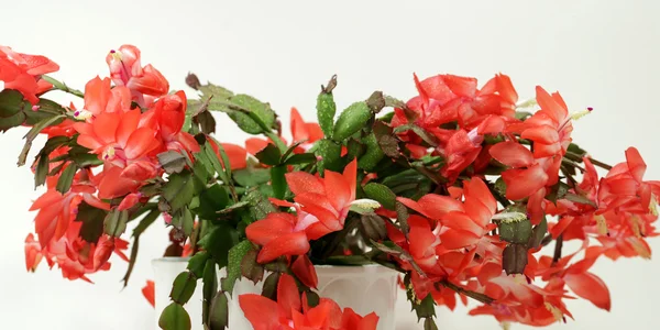Noël cactus puissance fleur — Photo