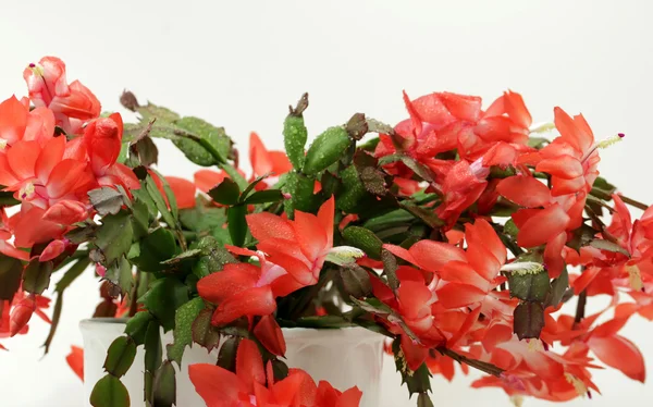 Christmas cactus power flower — Stock Photo, Image