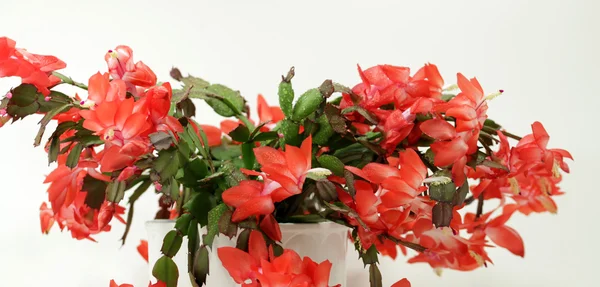 Christmas cactus power flower — Stock Photo, Image