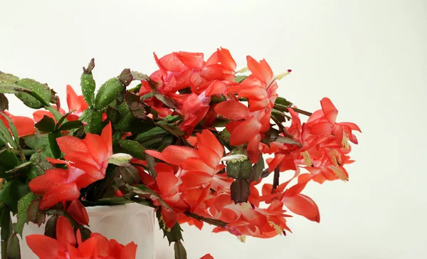 Kaktus bożonarodzeniowy moc kwiatów — Zdjęcie stockowe
