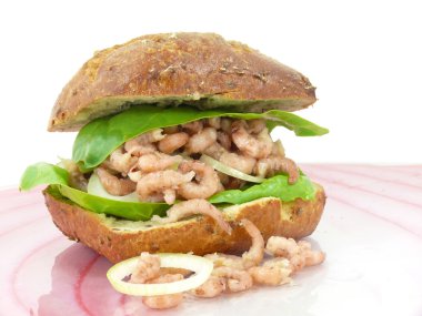 Kuzey Denizi Yengeç