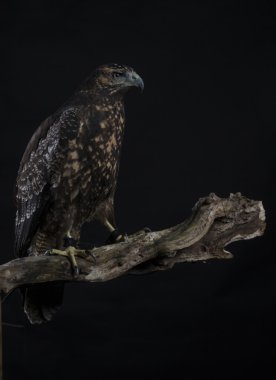 Siyah arka plan üzerine Şili mavi kartal