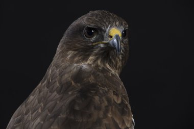 siyah arka plan üzerine Avrupa Şahin