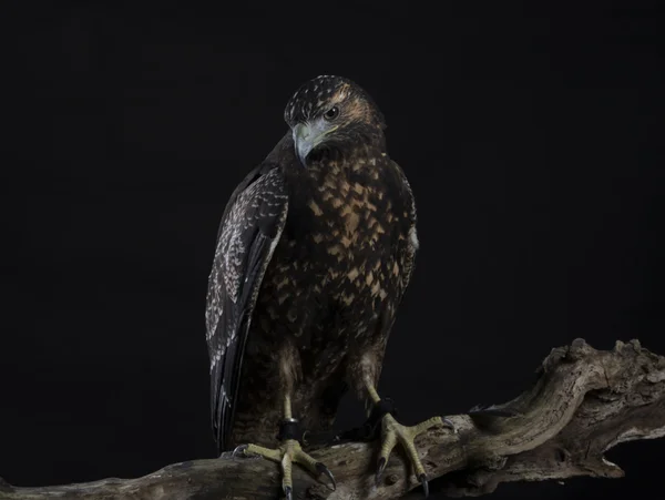 Chileense blauwe adelaar op zwarte achtergrond — Stockfoto