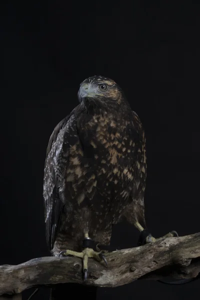 Chileense blauwe adelaar op zwarte achtergrond — Stockfoto