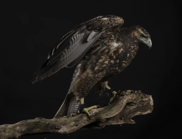 Чилійський синій орел з подовженою крила на чорному фоні — стокове фото