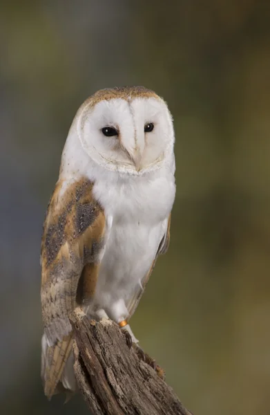 Portrait d'une chouette des clochers sur fond boisé — Photo