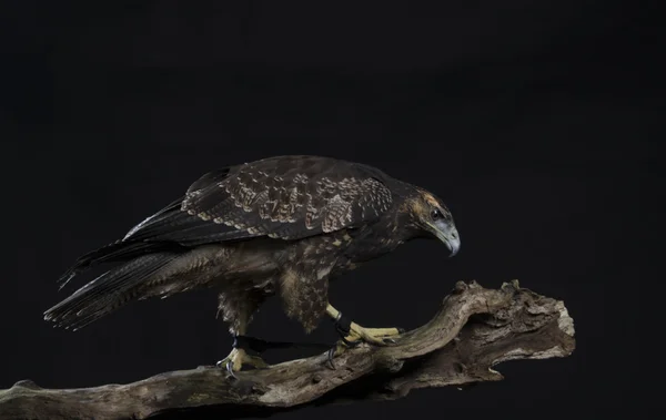 Chilenischer blauer Adler auf schwarzem Hintergrund — Stockfoto