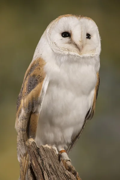 Portrait d'une chouette des clochers sur fond boisé — Photo