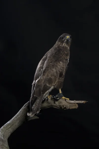 Europäischer Bussard auf schwarzem Hintergrund — Stockfoto