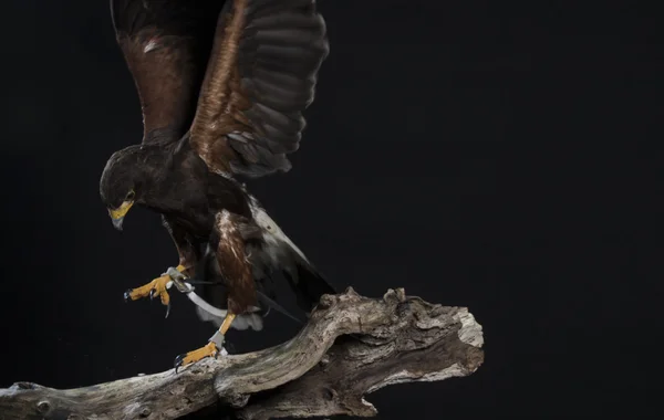 Harris hawk met vleugels uitgerekt op tak, zwarte studio backgro — Stockfoto