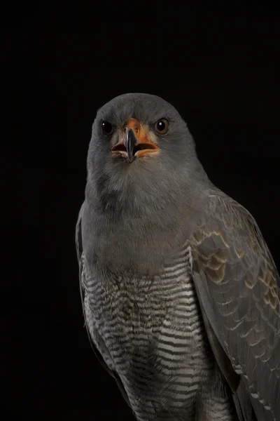 Retrato de un Goshawk cantando - fondo de estudio negro —  Fotos de Stock