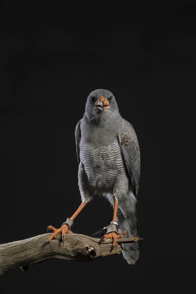 Greifvogel — Stockfoto