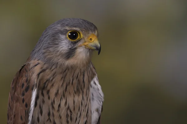 Pájaro de presa — Foto de Stock