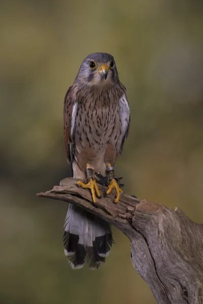 獲物の鳥 — ストック写真