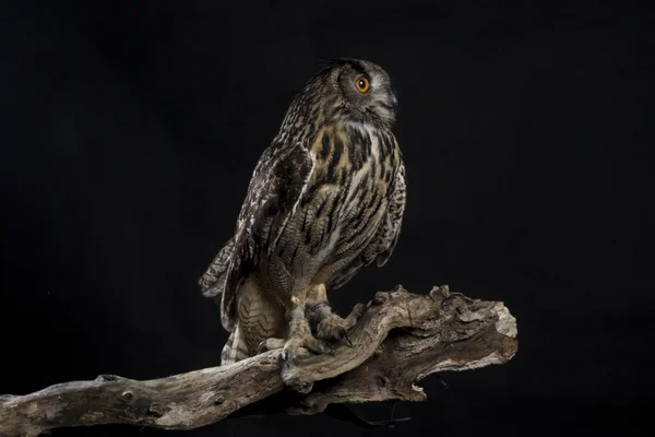 Greifvogel — Stockfoto