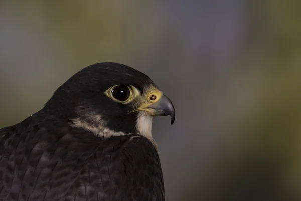 Greifvogel — Stockfoto