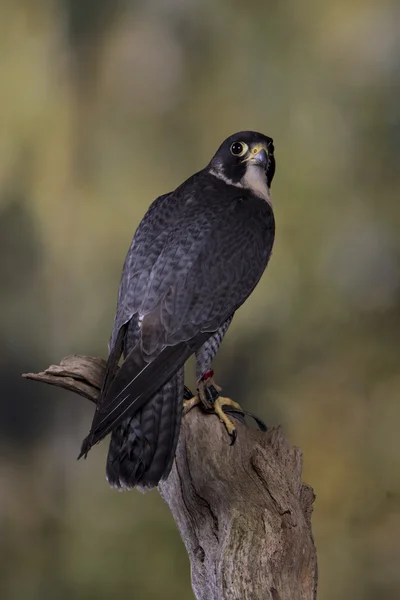 Greifvogel — Stockfoto