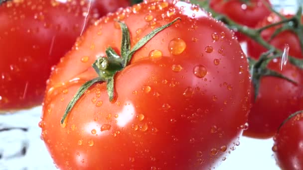 Druppels Water Druppelen Langzaam Rijpe Rode Tomaten Stockvideo's