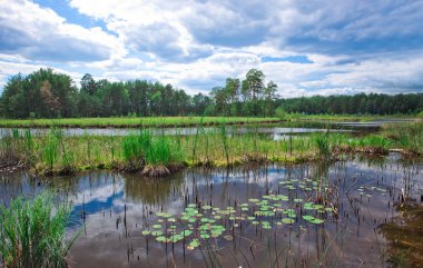 Siyah kahve sıcak içecek