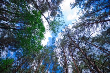 Siyah kahve sıcak içecek