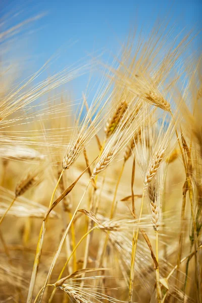 Gouden rogge — Stockfoto