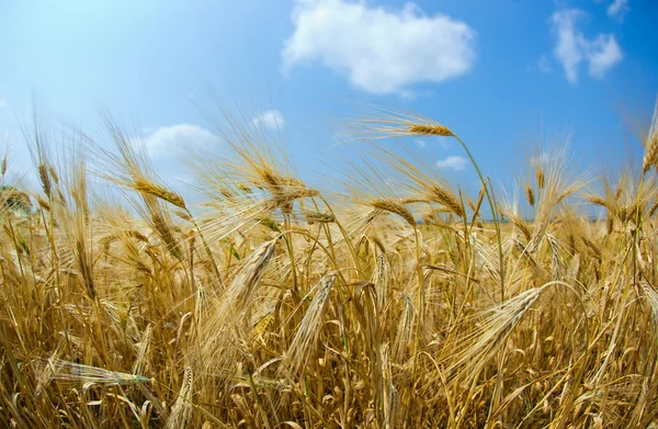 Guld rye — Stockfoto