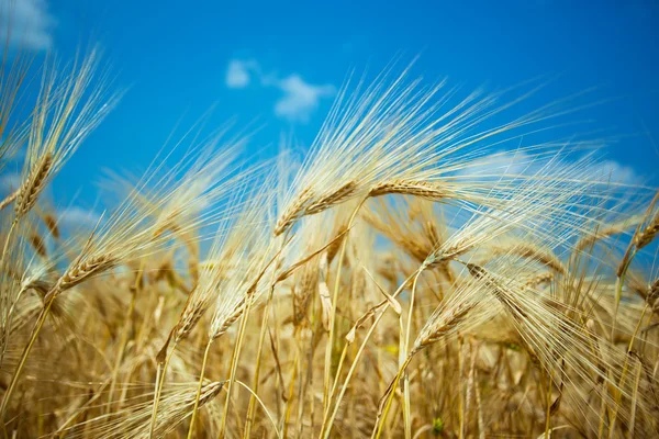 Gouden rogge — Stockfoto