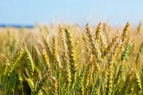 Guld rye — Stockfoto