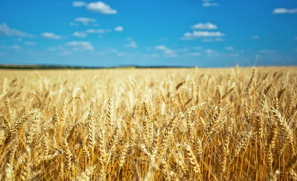 Guld rye — Stockfoto