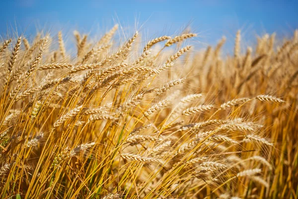 Gouden rogge — Stockfoto