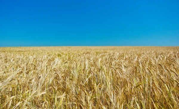 Centeno dorado — Foto de Stock