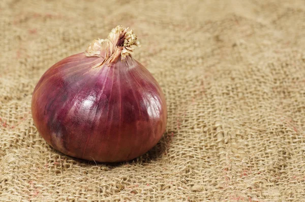 Cebola vermelha única Imagens De Bancos De Imagens