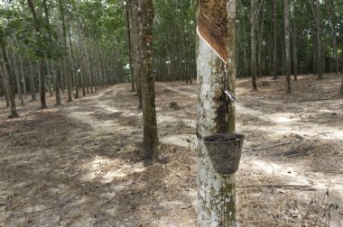 Plantation kauçuk dokunarak