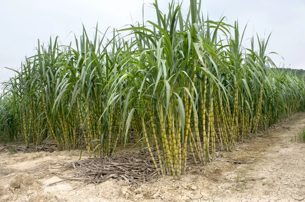 Vista del campo de la caña de azúcar — Foto de Stock