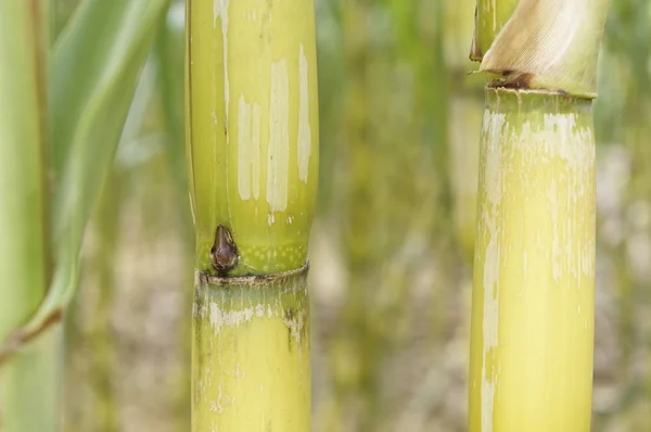 Vista de cerca de Sugarcane Bud — Foto de Stock