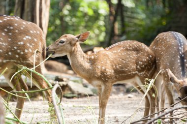 vahşi benekli geyik