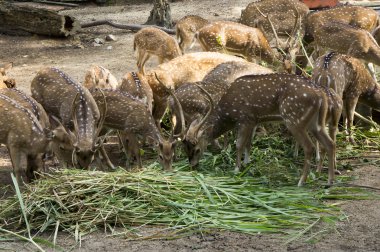 Benekli geyik çiftliği