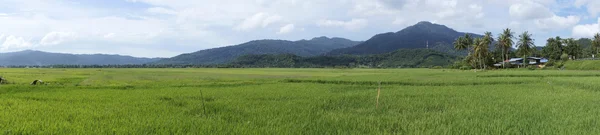 Champ de paddy — Photo