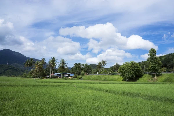 Paddy Field — Stock Photo, Image