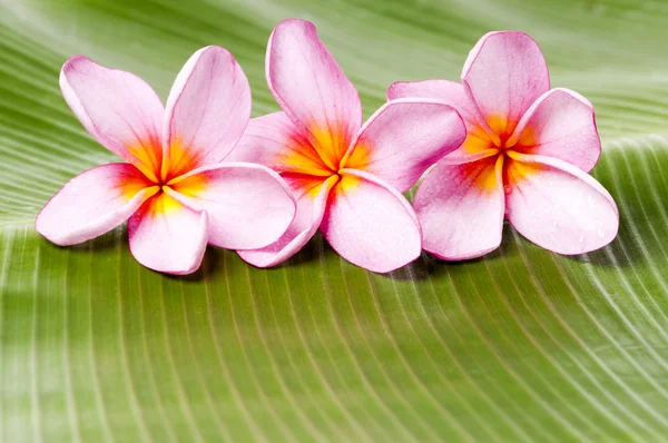 Kwiaty plumerii różowy — Zdjęcie stockowe